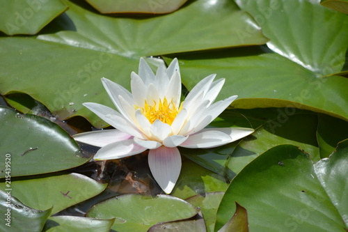 White waterlily, leaves