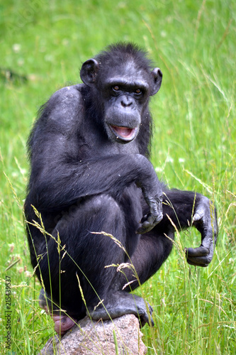 Chimpanzee sitting on grass