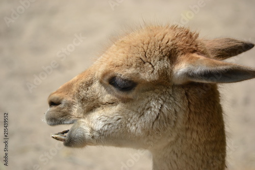 Lama - close-up photograph