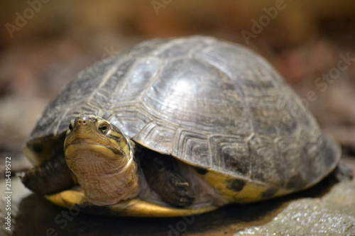 Tortoise/ turtle - selective focus