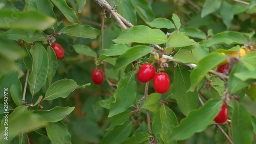 Red berries of cornelian cherry. Dogwood, cornus mas. Natural food. photo