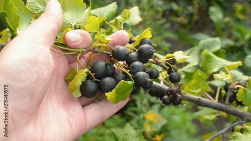 Gardener holding Jostaberry branch in his hand. Hybrid of a gooseberry and currant. photo