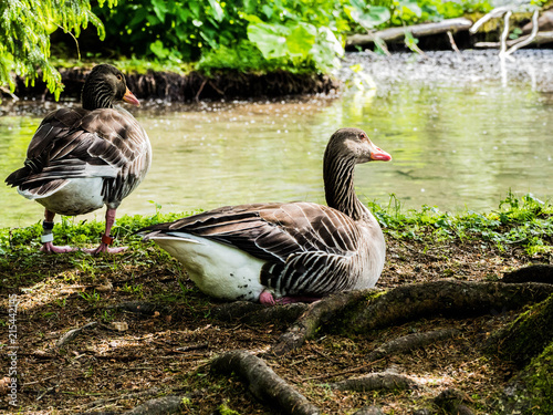 Gans Tierpark Grünau © Christina