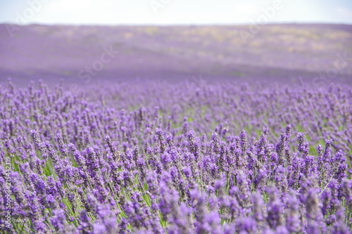 lavender flowers in UK