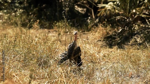 Wild Bird On Yellow Grass Field.   photo