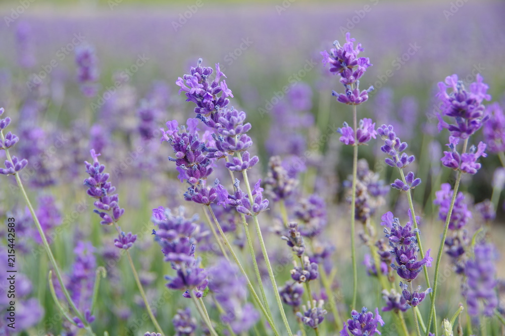 Naklejka premium lavender flowers in UK
