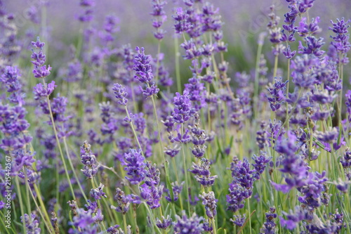 lavender flowers in UK © yare yare