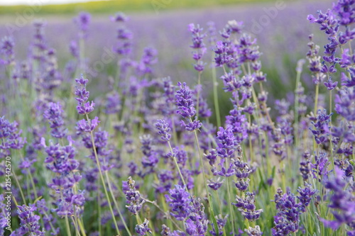 lavender flowers in UK © yare yare