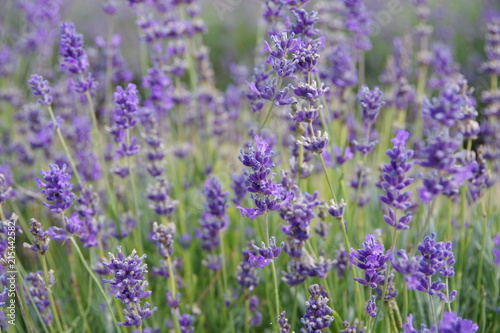 lavender flowers in UK