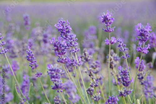 lavender flowers in UK