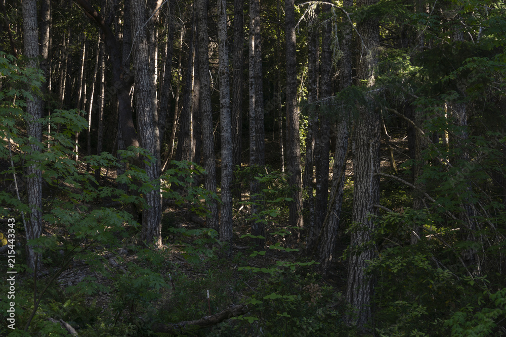 Young Oak Forest Young Oak Forest
