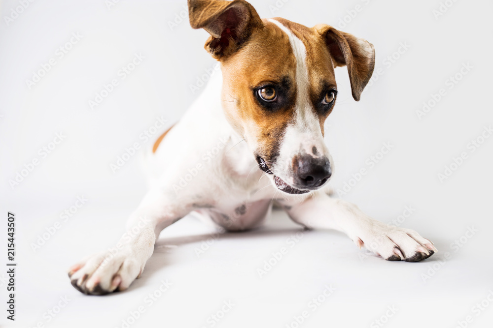 Attentive dog on isolated white background