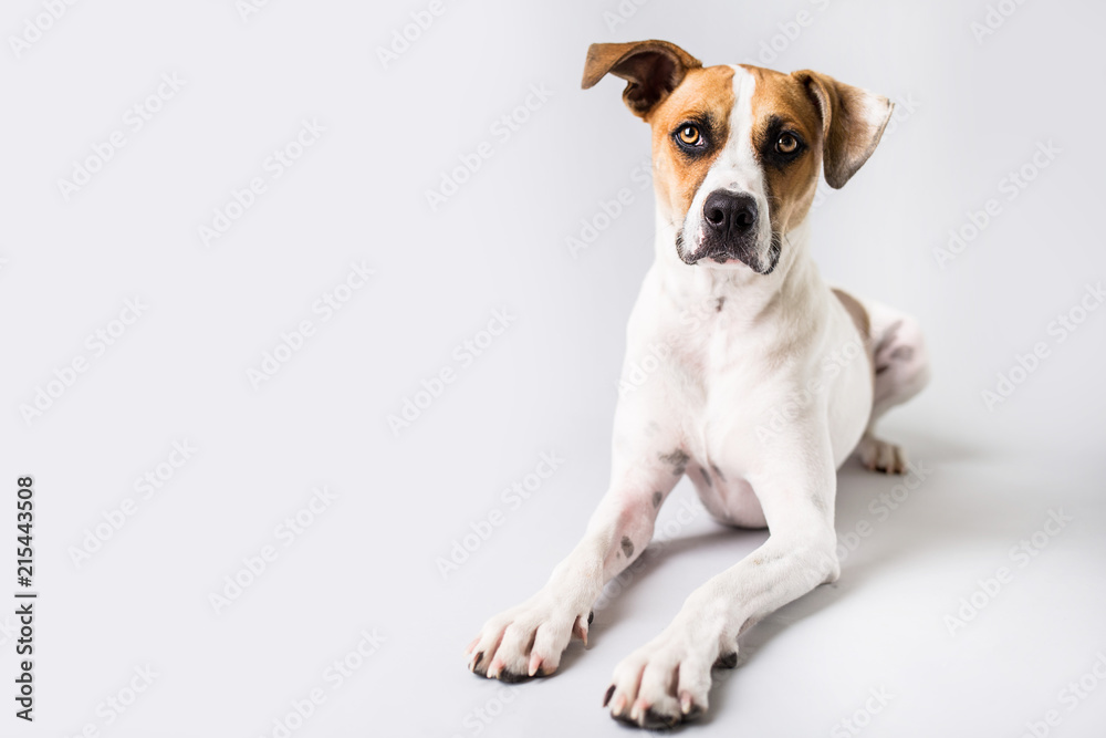 Dog on isolated white background