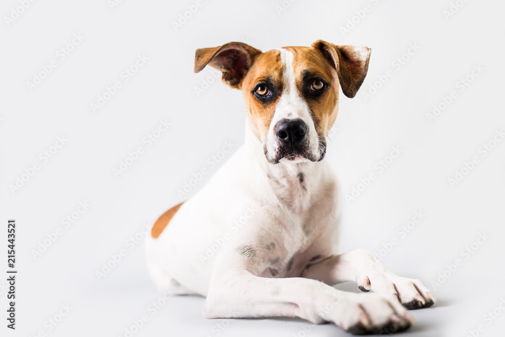 Dog on isolated white background