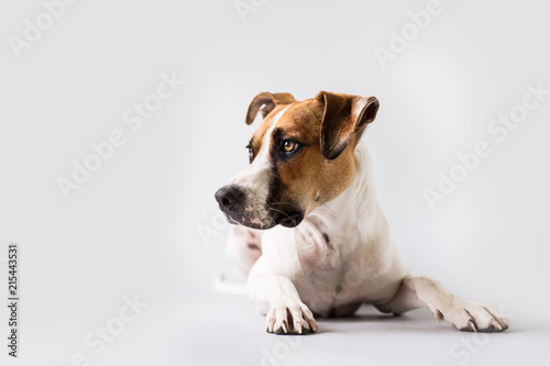 Dog on isolated white background