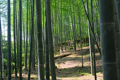 Bamboo forest-9