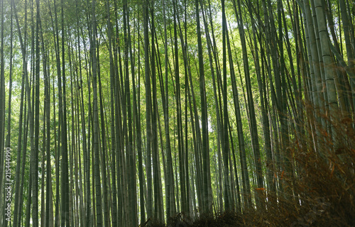 Bamboo forest-6