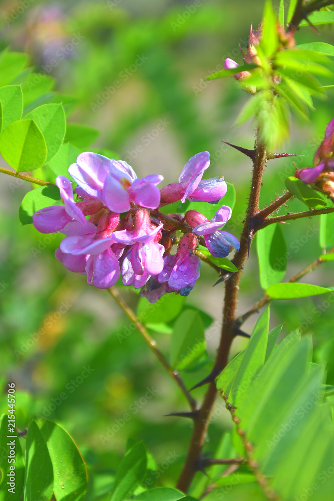 Fototapeta premium Colorful flowers of Acacia