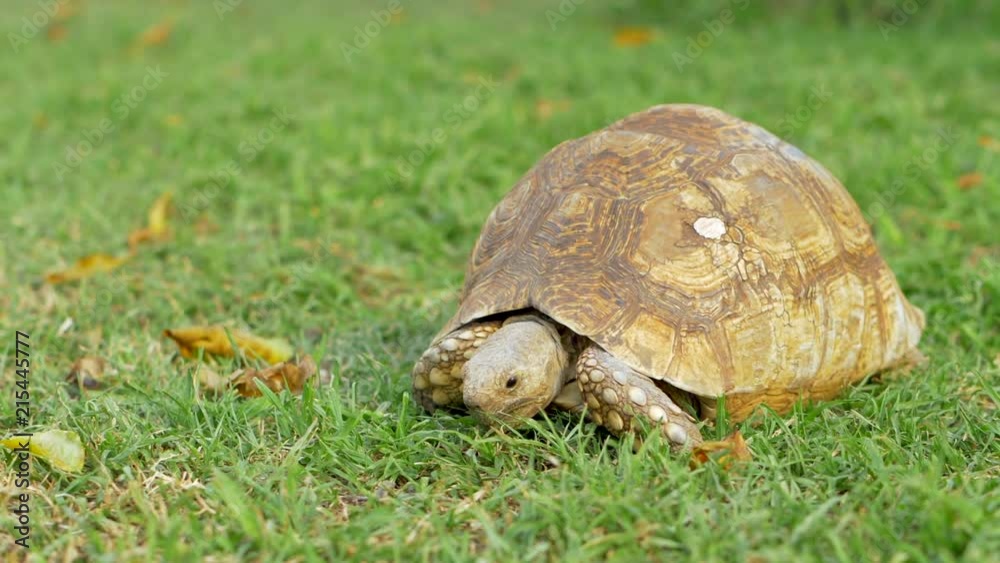 Tortoise Walking and Opening its Mouth Wide to Take a Bite of Grass Tortoise Walking and Opening its Mouth Wide to Take a Bite of Grass
