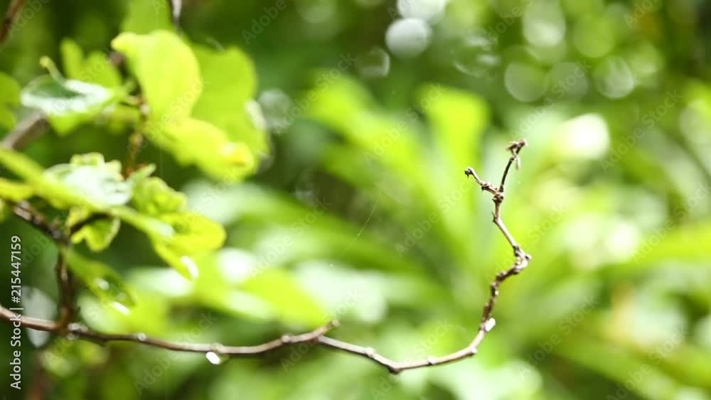 Branch of tree with green leaves Branch of tree with green leaves