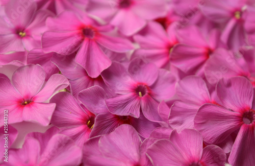 pink with purple phlox flowers, beautiful pastel gentle floral composition, background © alex2016