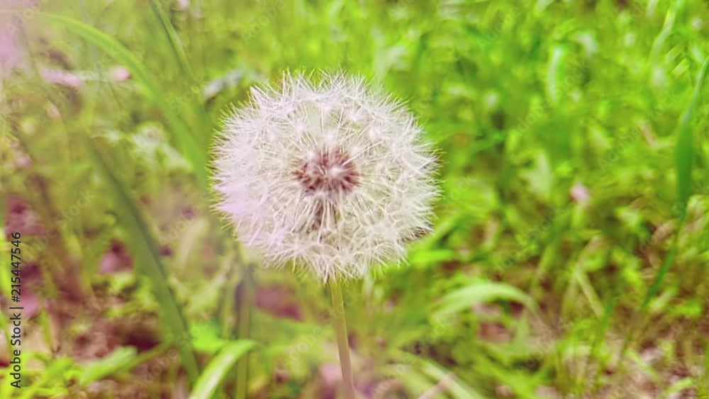 softly white flower dandelion on the green grass background, concept of spring is coming, slow motion movement with light natural flares softly white flower dandelion on the green grass background, concept of spring is coming, slow motion movement with light natural flares