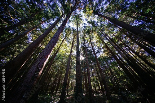 森の木々 © ogawaay