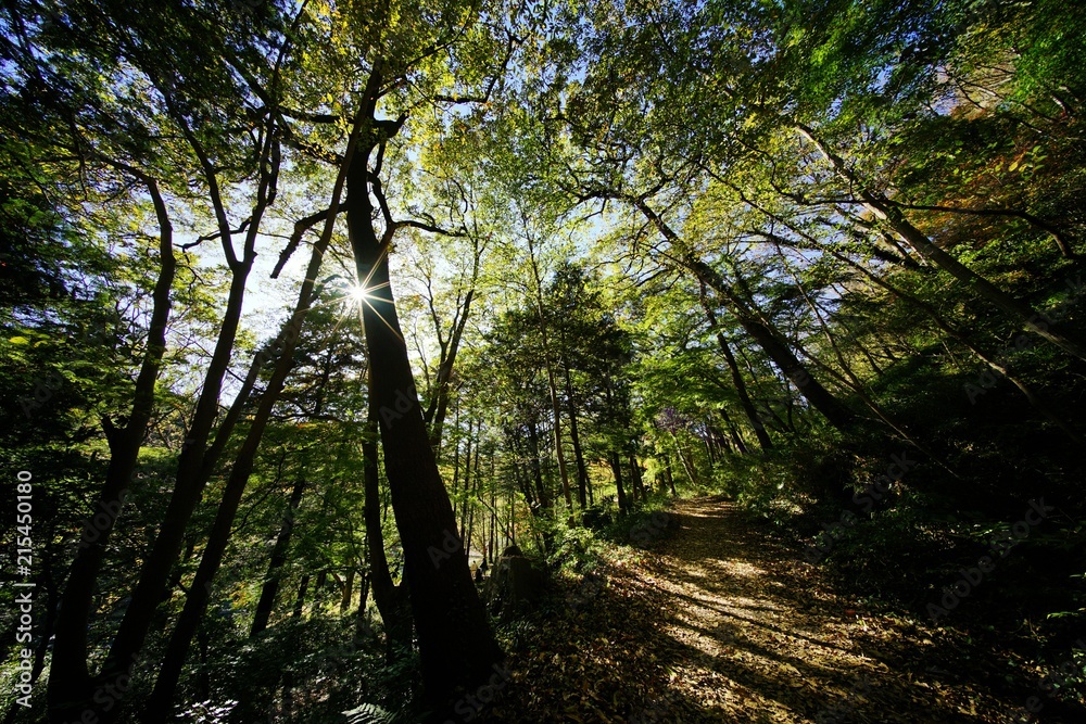Naklejka premium 森の遊歩道