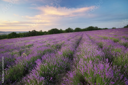 Meadow of lavender at sunset.