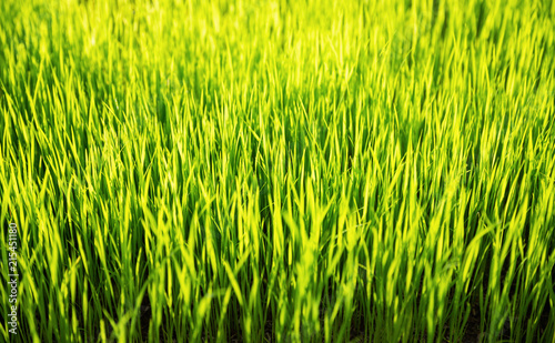 Close focus scene on fresh green rice tree touching warm sunlight. Farmer wait rice grow after this phase for months before harvesting.