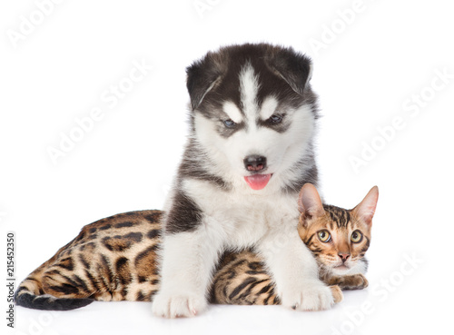 Husky puppy hugging bengal kitten. isolated on white background
