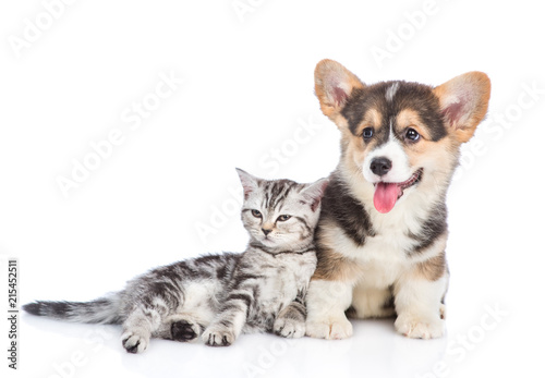 Fototapeta Naklejka Na Ścianę i Meble -  Corgi puppy with scottish tabby kitten looking away. isolated on white background