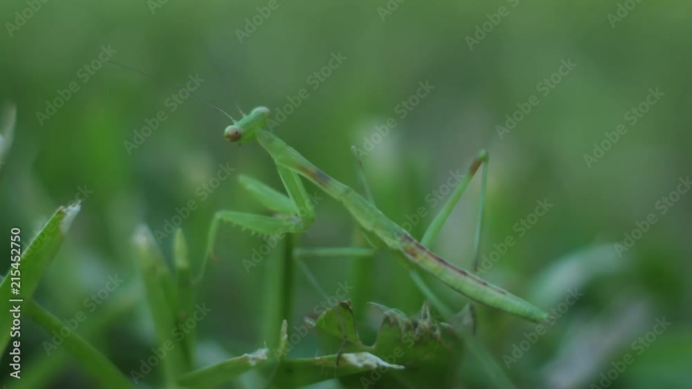 Macro close up of green praying mantis hidden camouflage in backyard green grass with background defocus for copy space Macro close up of green praying mantis hidden camouflage in backyard green grass with background defocus for copy space