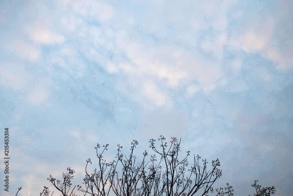 Obraz premium vanilla blue sky with clouds and tree , landscape view outdoor at countryside