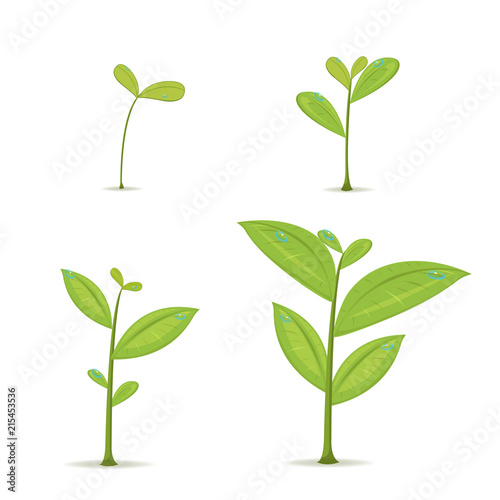 Plant Green Leaf Grow Set Vector © kirati