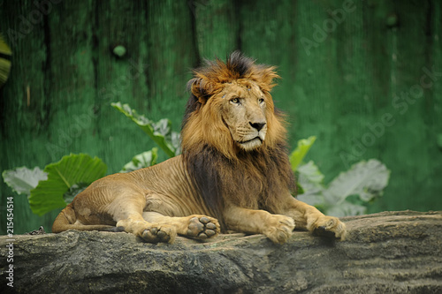 Wild Animal Lion
