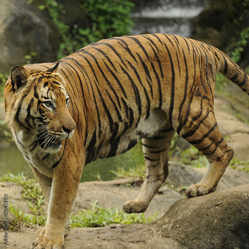 The Malayan tiger (Panthera tigris)