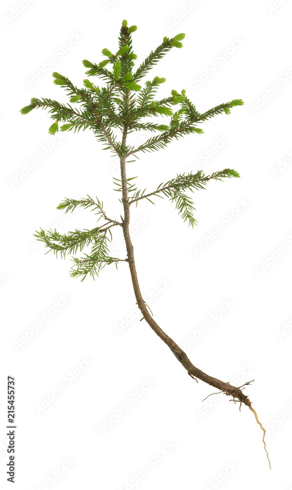 Fototapeta premium Fir plant with sprouts isolated on white background