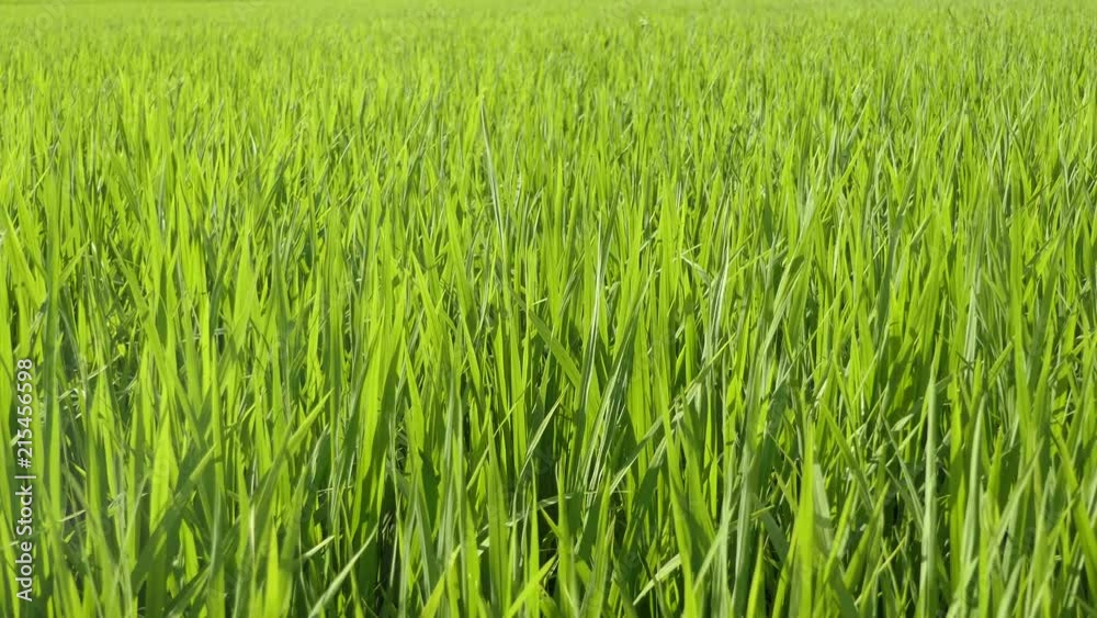 Green field with rice stalks swaying in the wind, moving video Green field with rice stalks swaying in the wind, moving video
