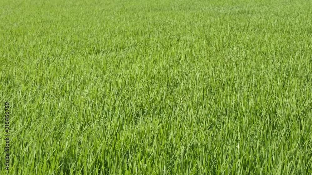 Green field with rice stalks swaying in the wind, moving video Green field with rice stalks swaying in the wind, moving video