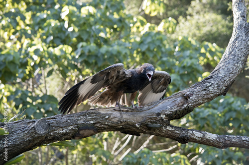 a black breasted buzzard