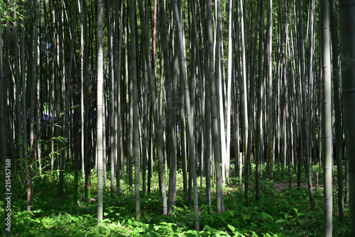 Walk road of Bamboo forest-3 © monjiro