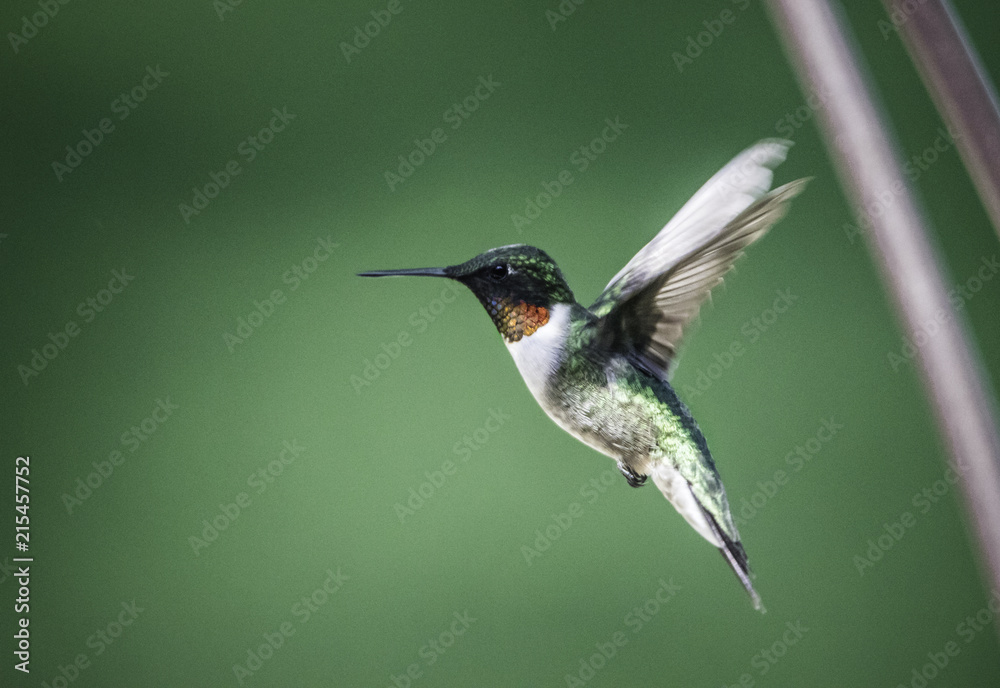 Fototapeta premium Hummingbird 