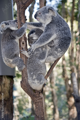 Fototapeta Naklejka Na Ścianę i Meble -  koala and 3 joeys