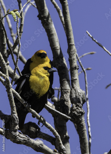 Yellow head pair