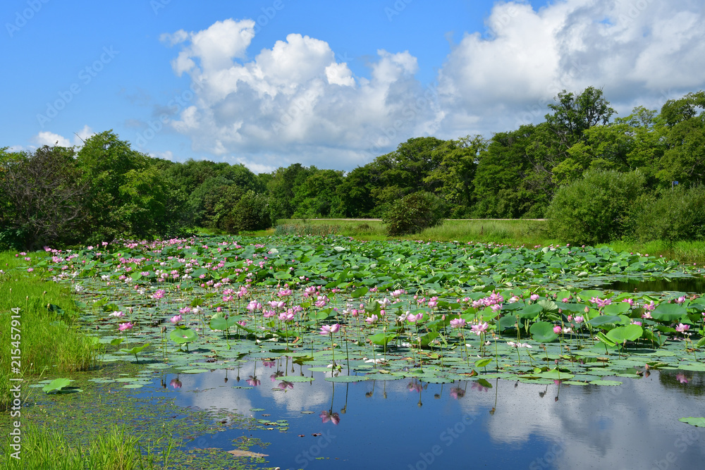 Komarov Lotus, or nut-bearing Lotus (Nelumbo komarovii, Nelumbo nucifera) on a small lake in the village of Novogordeevka. Anuchinsky district, Primorsky Krai