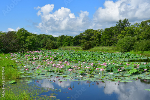 Obraz na płótnie Komarov Lotus, or nut-bearing Lotus (Nelumbo komarovii, Nelumbo nucifera) on a small lake in the village of Novogordeevka. Anuchinsky district, Primorsky Krai w salonie