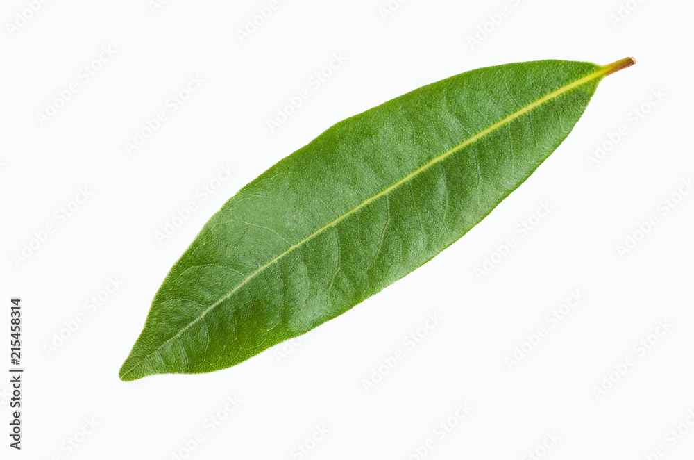 Obraz premium Raw green Laurel leaves