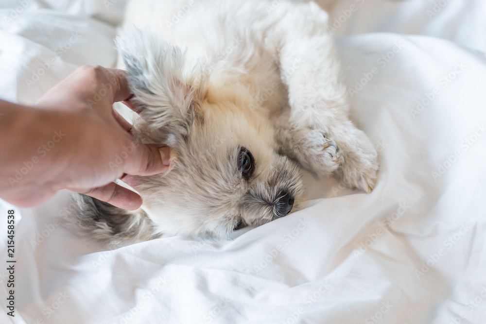 Dog sleep lies on bed in bedroom at home or hotel Dog sleep lies on bed in bedroom at home or hotel