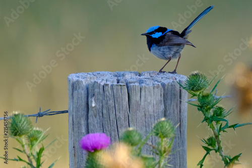 Blue Fairy Wren photo